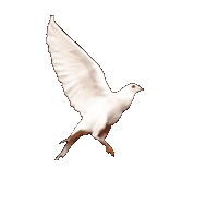 Peace profile photo